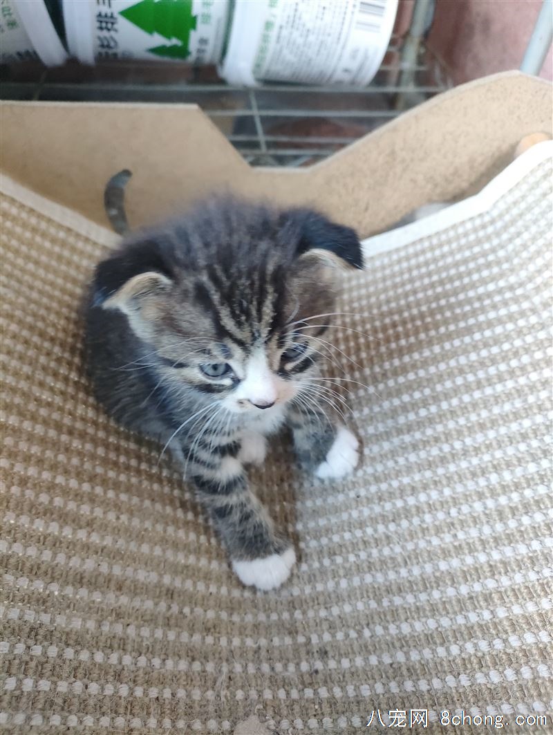 灰蓝三花狸花猫360